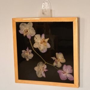 Orchids in flash