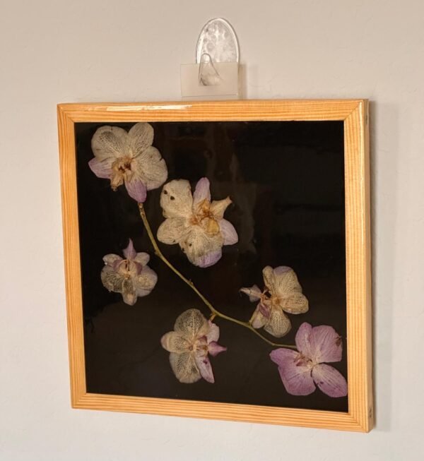 Orchids in flash