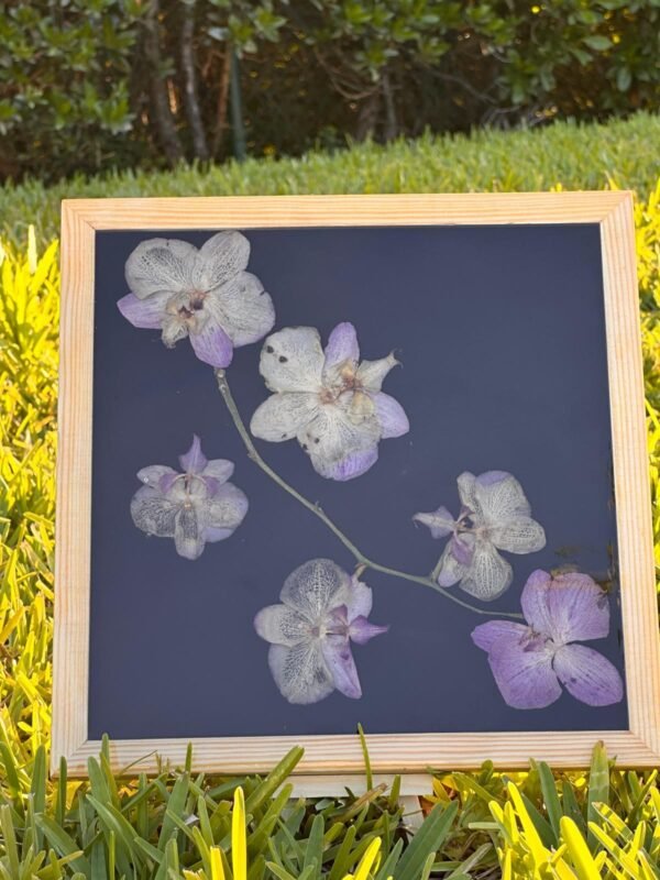Orchids in flash - Image 2