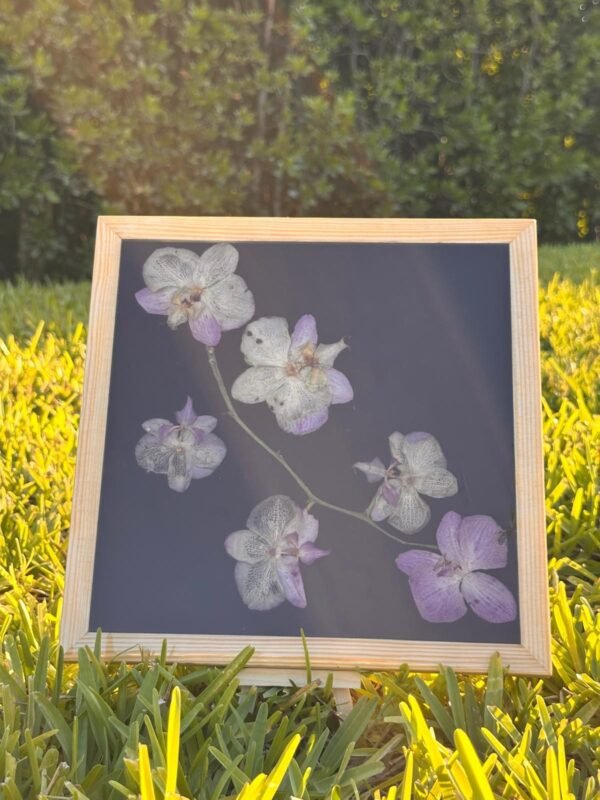 Orchids in flash - Image 3